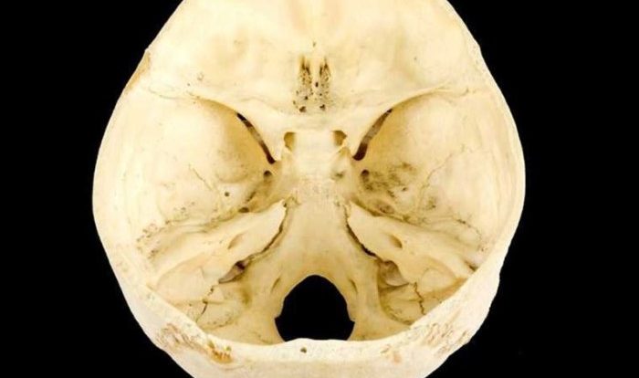 Anatomy and physiology 1 lab exam 1