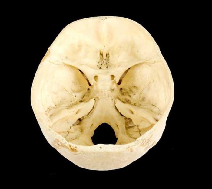 Anatomy and physiology 1 lab exam 1