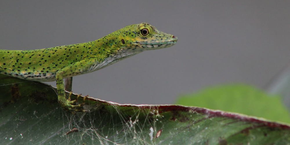 A scientist is studying a population of lizards