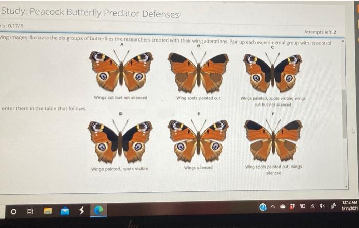 Case study peacock butterfly predator defenses