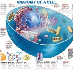 Human physiology from cells to systems 9th edition