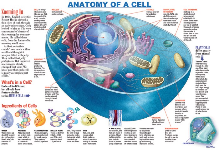 Human physiology from cells to systems 9th edition