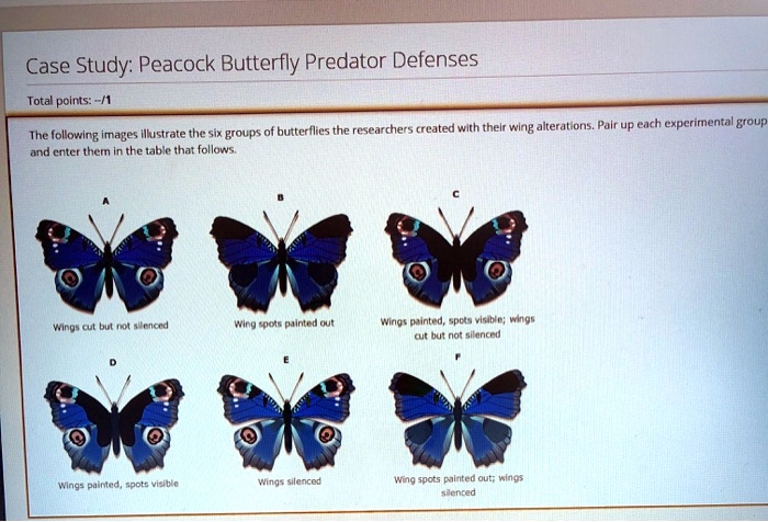 Case study peacock butterfly predator defenses