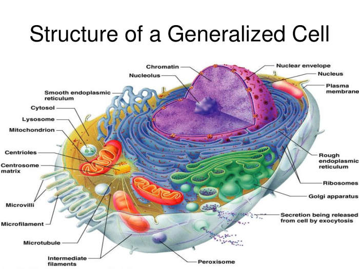 Human physiology from cells to systems 9th edition