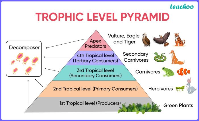 Match the following descriptions with the appropriate trophic level.