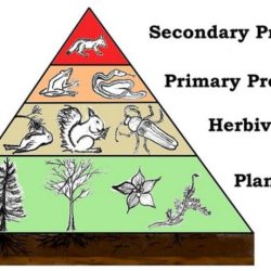 Match the following descriptions with the appropriate trophic level.