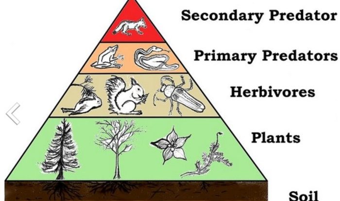 Match the following descriptions with the appropriate trophic level.