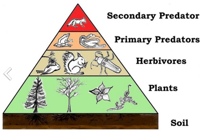 Match the following descriptions with the appropriate trophic level.